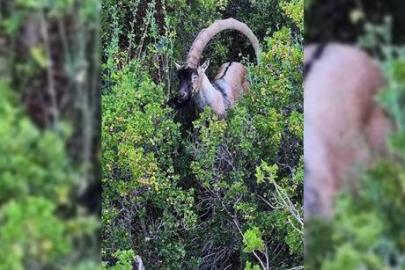 Denizli’de kaydedilen görüntü şaşırttı: ‘Şelek boynuzlu’ olarak biliniyor