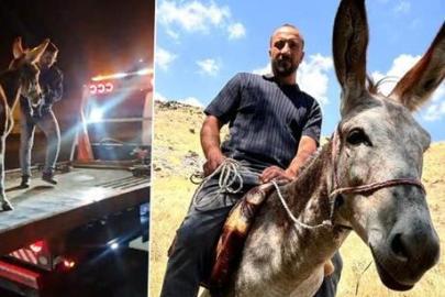 Kadife'nin başına gelenler sosyal medyayı salladı: Bir daha böyle bir eşek bulamayız