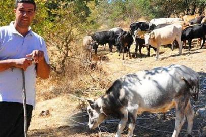 Köyün yaşlıları tüyoyu verdi! 5 ay kaçan 6 sığırını yakaladı: ‘Fiyatları 100- 150 bin lira’