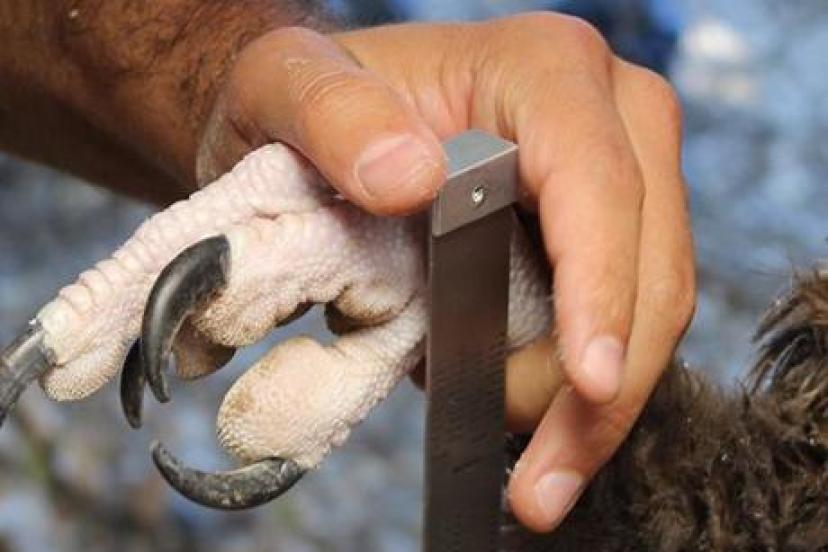 Uydudan adım adım takıp edilecek! 'Dev' özgürlüğüne kavuştu