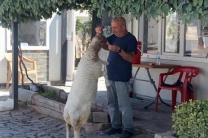 9 aylık kuzu, sahibinin yanından ayrılmıyor! Şanlıurfa'da sıra dışı dostluk