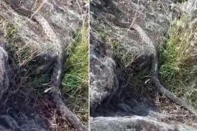 Aksaray'da göl kenarında yürüyüş yaparken 3 metre yılanla karşılaştı