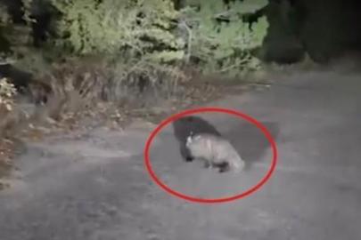 Aracıyla ilerlerken karşılaştı! Karabük'te heyecanlandıran anlar: Yolda böyle görüntülendi