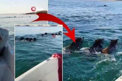 Atatürk Barajı'nda sıra dışı karşılaşma: Suda bile yakalayamayız