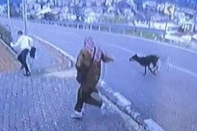 Bursa'da köpek dehşeti! Kaçmaya çalışan çocuk bacağını kırdı
