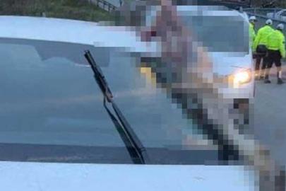 İstanbul'da dehşete düşüren kaza: Atın kopan bacağı otomobile saplandı