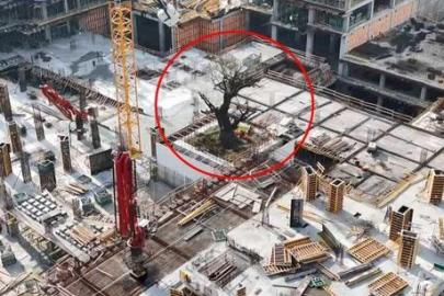 İstanbul'daki yalnız ağaç! Çevresini binalar sardı, geleceği merak konusu