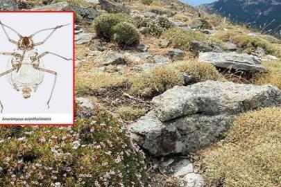 'Kardikeni' üzerinde yaşıyor: Kaz Dağları'nda dünya literatürüne giren keşif