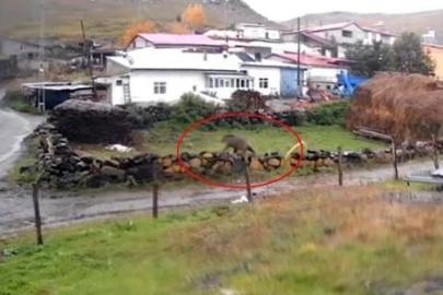 Korku dolu anlar: Gündüz vakti köye indi! Dev bozayı sokaklarda böyle dolaştı