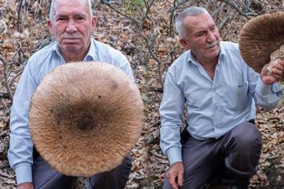 Ormanda görünce şaştı kaldı! Dev şemsiye mantarının boyu 40 santimetreye yaklaştı, sepete sığmadı