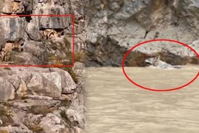 Vahşi doğa belgesellerini aratmayan görüntüler Türkiye'den! Tekne turunda denk geldiler: Kurtlar avlarının peşinde...